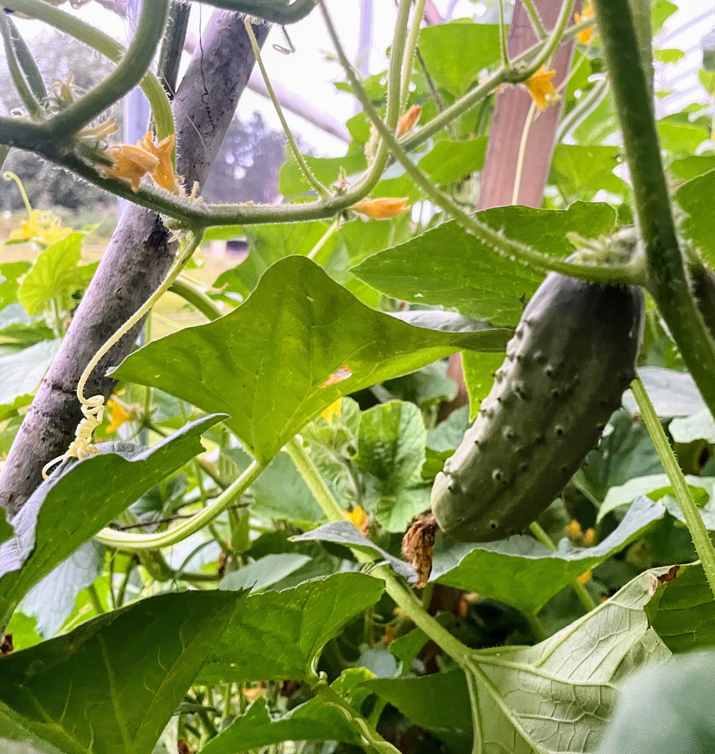 Farm Membership - 2025