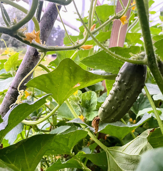 Farm Membership - 2025